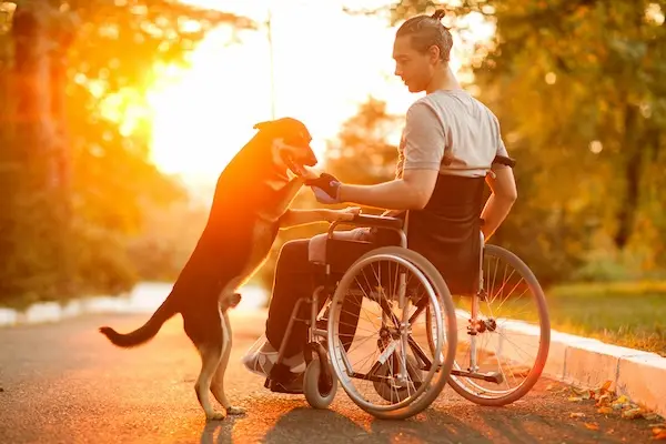 physical therapy spinal recovery, emotional support dog, emotional support therapy on sunny day